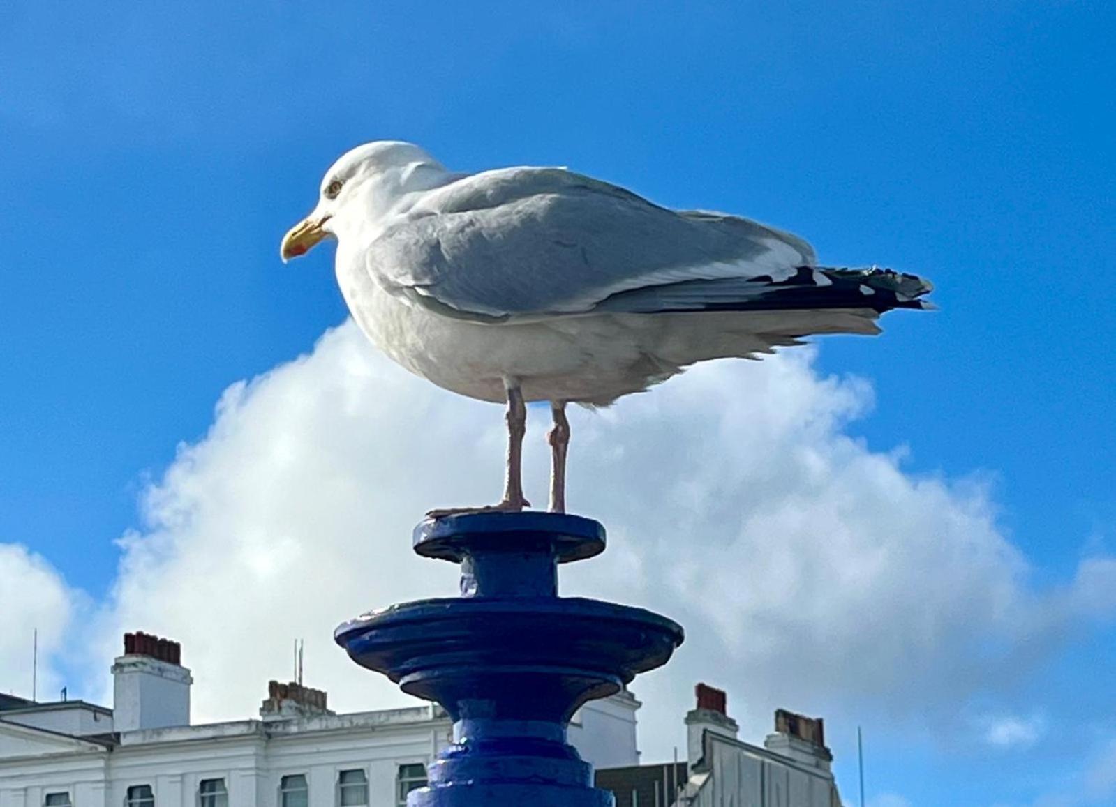 "The Parlour" Seafront Apartment Eastbourne Exterior foto